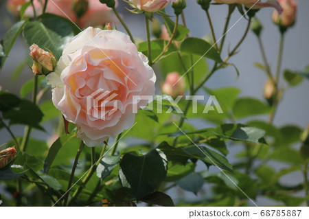 Purple rose Purple rose 68785887