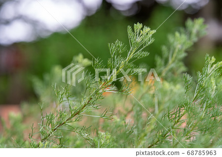 Southern Wood Asteraceae Artemisia 68785963