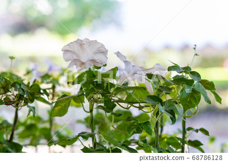 改變牽牛花457 68786128