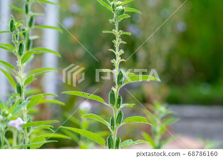 芝麻芝麻 芝麻芝麻 68786160