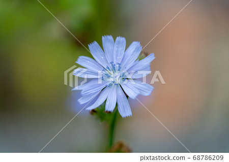 菊苣菊科菊苣屬 菊苣菊科菊苣屬 68786209