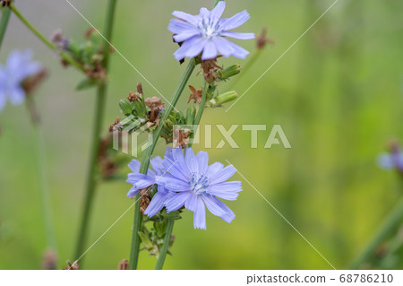 菊苣菊科菊苣屬 菊苣菊科菊苣屬 68786210