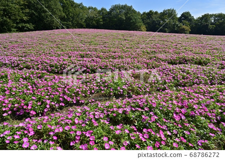 Petunia flower field in the forest park 68786272