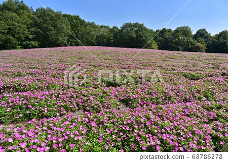 矮牽牛花卉場在森林公園 68786278