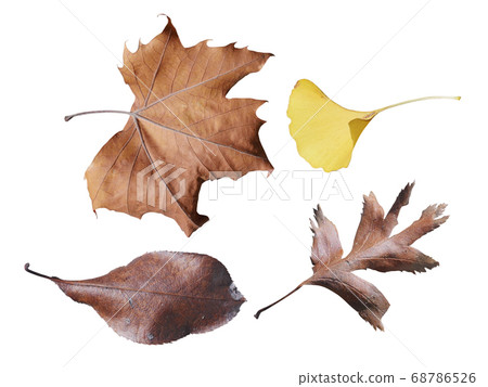 Autumn leaves Autumn leaves 68786526