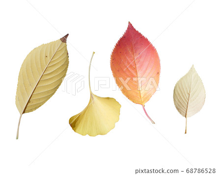 Autumn leaves Autumn leaves 68786528
