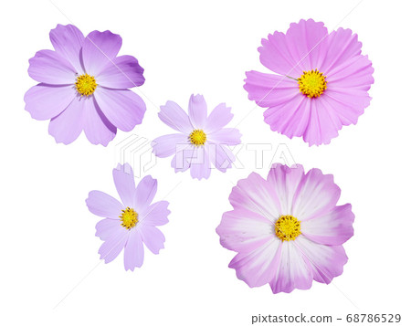 波斯菊花 68786529