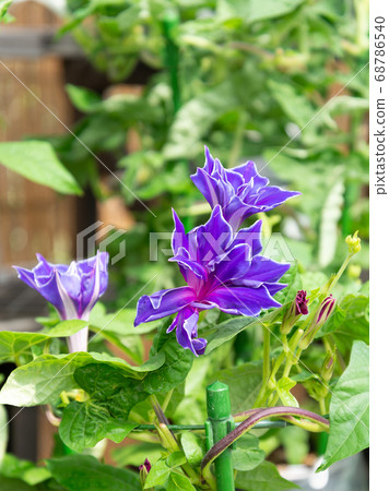 改變牽牛花467 改變牽牛花467 68786540