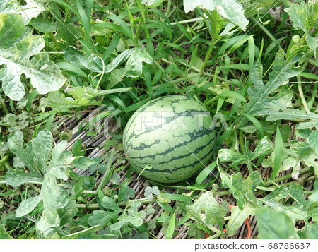 Scenery of "Kodama watermelon" that grew in the kitchen garden Scenery of "Kodama watermelon" that grew in the kitchen garden 68786637