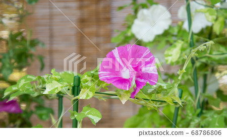 Changing morning glory 487 68786806