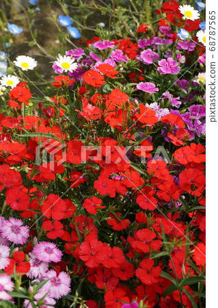 春天花田 春天花田 68787565