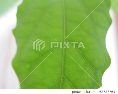 鱷梨葉特寫 鱷梨葉特寫 68787763