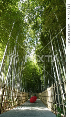 Bamboo Forest 68788151