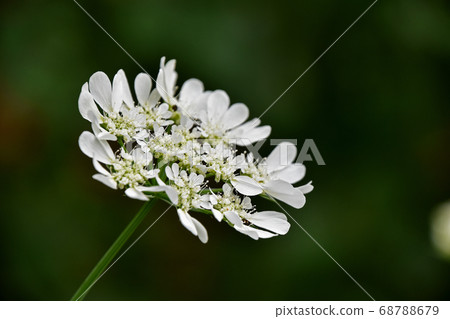 White lace Stock Photo