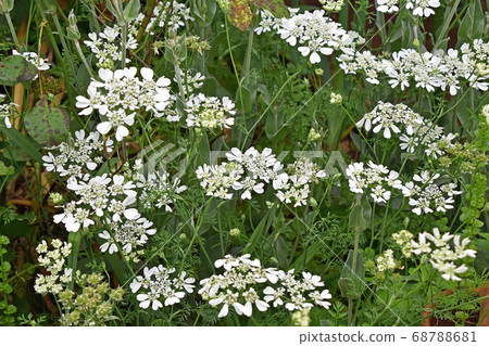 奧爾良·懷特賽 68788681