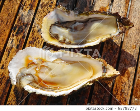 Raw oysters from Nakaminato Fish Market 68788778