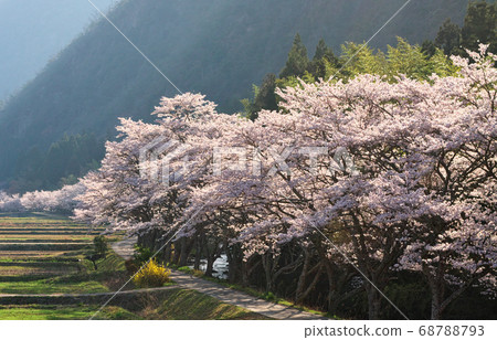 Cherry blossom trees Ushimaki district, Minokamo city, Gifu prefecture 68788793