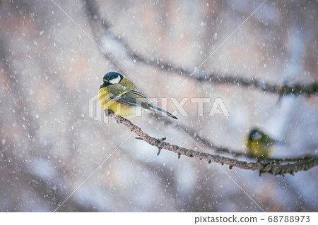 Titmouse on a snowy winter day Titmouse on a snowy winter day 68788973