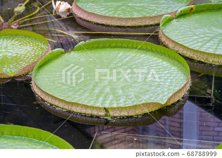 Water lily family 68788999
