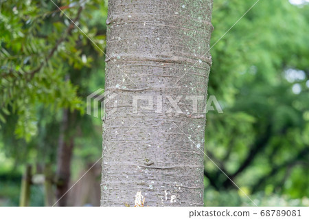 Kauri pine ceremonialaceae 68789081
