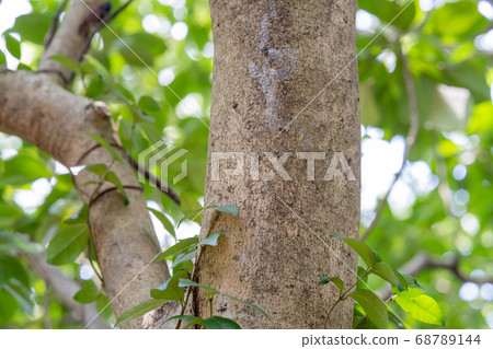 卡列米諾屬卡列米諾 卡列米諾屬卡列米諾 68789144