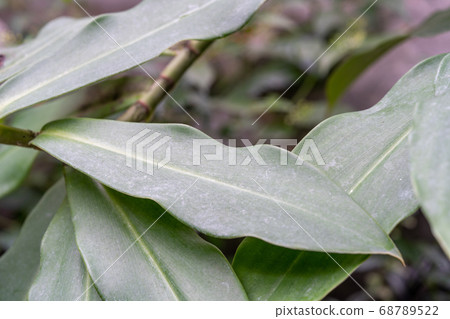 Costus barbatus ginger Costus barbatus ginger 68789522