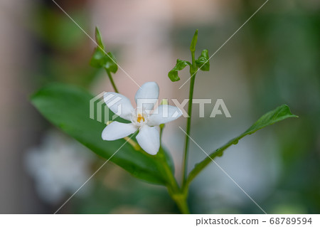 Ceylon Lightia, Oleanderaceae Lightia 68789594