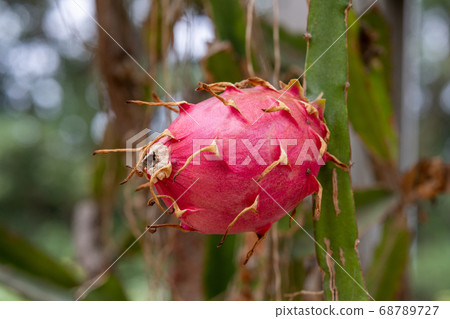 火龍果仙人掌家族 68789727