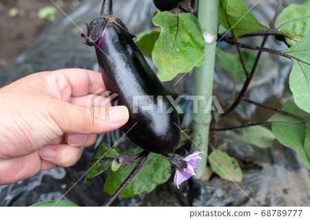 Cultivation of eggplant (June) Home garden Cultivation of eggplant (June) Home garden 68789777