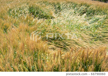 Wheat Ears of a Fallen Wheat Field (June) Wheat lodging 68790060