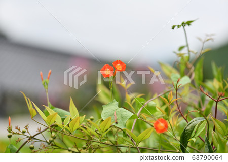 Twin Malbar Kosou Twin Malbar Kosou 68790064