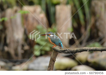 Female Kingfisher (Negawa Ryokuchi/Tachikawa Park/Tachikawa City, Tokyo) 68790456