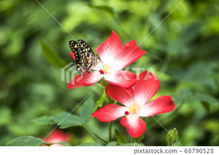 Natural photo: Sam Bo Chinh flowers (Viet Nam) Natural photo: Sam Bo Chinh flowers (Viet Nam) 68790528