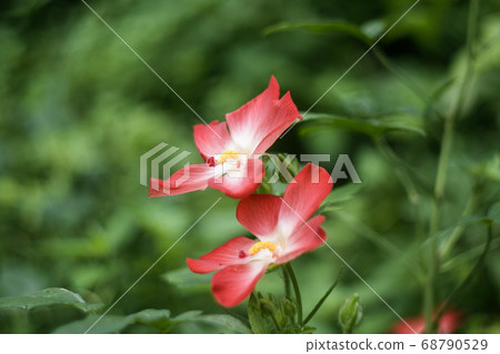 Natural photo: Sam Bo Chinh flowers (Viet Nam) Natural photo: Sam Bo Chinh flowers (Viet Nam) 68790529