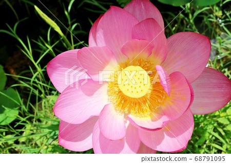 Flower lotus flower summer landscape Oga lotus healing Flower lotus flower summer landscape Oga lotus healing 68791095