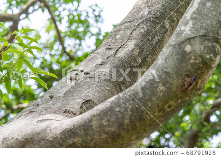 Anemoneaceae 68791928