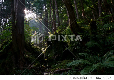 Landscape of mossy forest in summer morning-Near Tateshina Otaki, Nagano Prefecture Landscape of mossy forest in summer morning-Near Tateshina Otaki, Nagano Prefecture 68792092