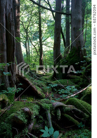 Landscape of mossy forest in summer morning-Near Tateshina Otaki, Nagano Prefecture 68792094