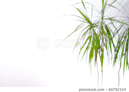 Blurred background with foliage plants in white wall room b-1 68792524