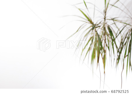 Blurred background b-2 red with foliage plants in a room with white walls Blurred background b-2 red with foliage plants in a room with white walls 68792525