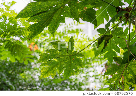 Papaya papaya family 68792570