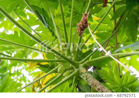 Papaya papaya family 68792571