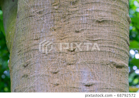 Papaya papaya family 68792572