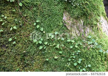 苔蘚和植物 苔蘚和植物 68792616