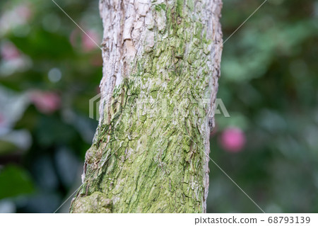Bougainvillea genus Bougainvillea Bougainvillea genus Bougainvillea 68793139