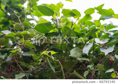 Bougainvillea genus Bougainvillea Bougainvillea genus Bougainvillea 68793140
