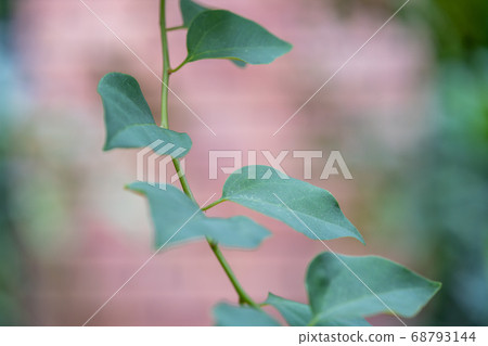 Bougainvillea genus Bougainvillea 68793144