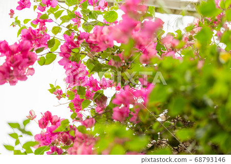 Bougainvillea genus Bougainvillea 68793146