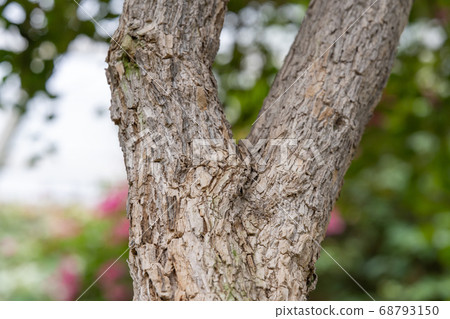 Bougainvillea genus Bougainvillea Bougainvillea genus Bougainvillea 68793150