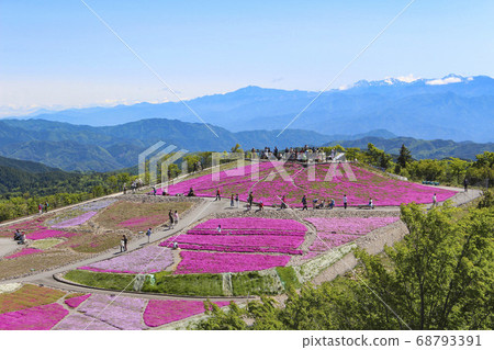 Charentacean Takahara Mishiba cherry tree 68793391